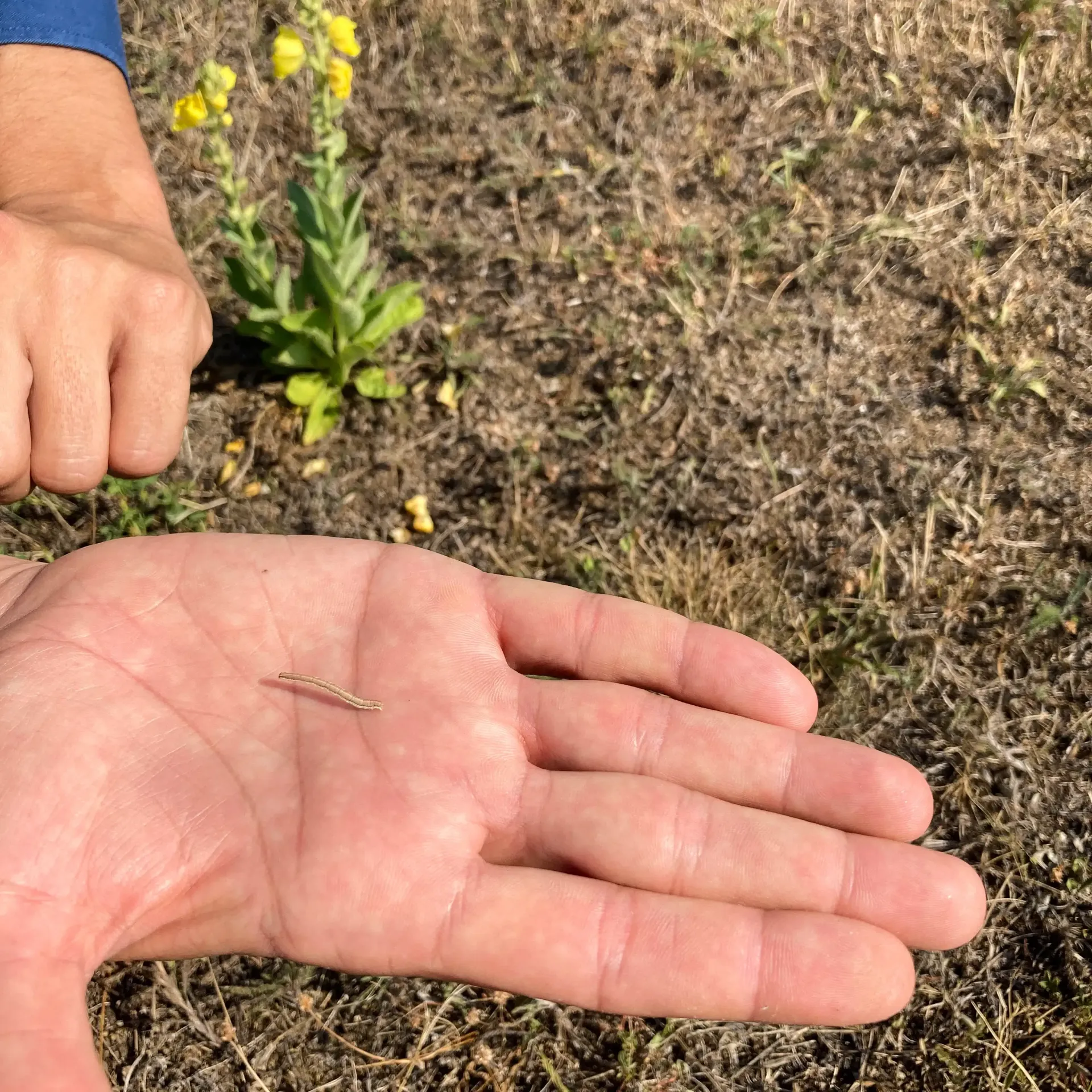 A person is holding a small worm in their hand