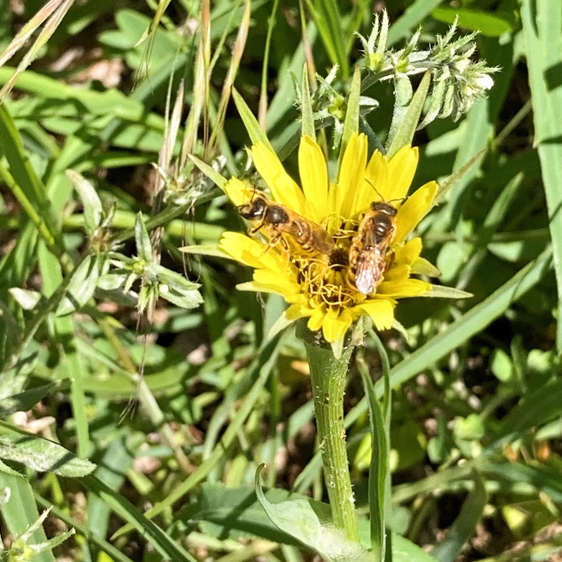 Two bees are sitting on a yellow flower in the grass