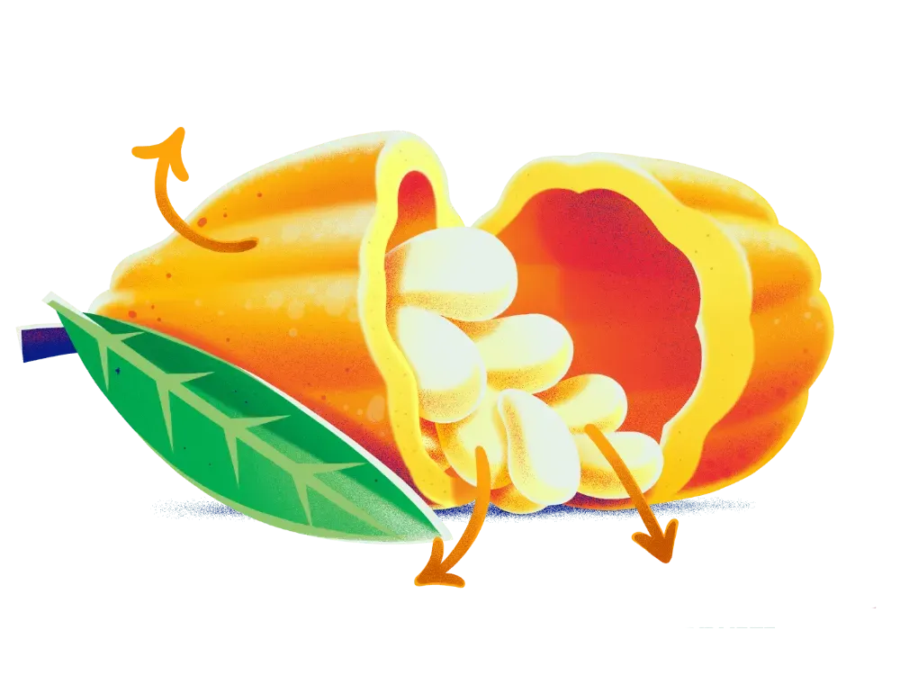 A cartoon drawing of a cocoa fruit