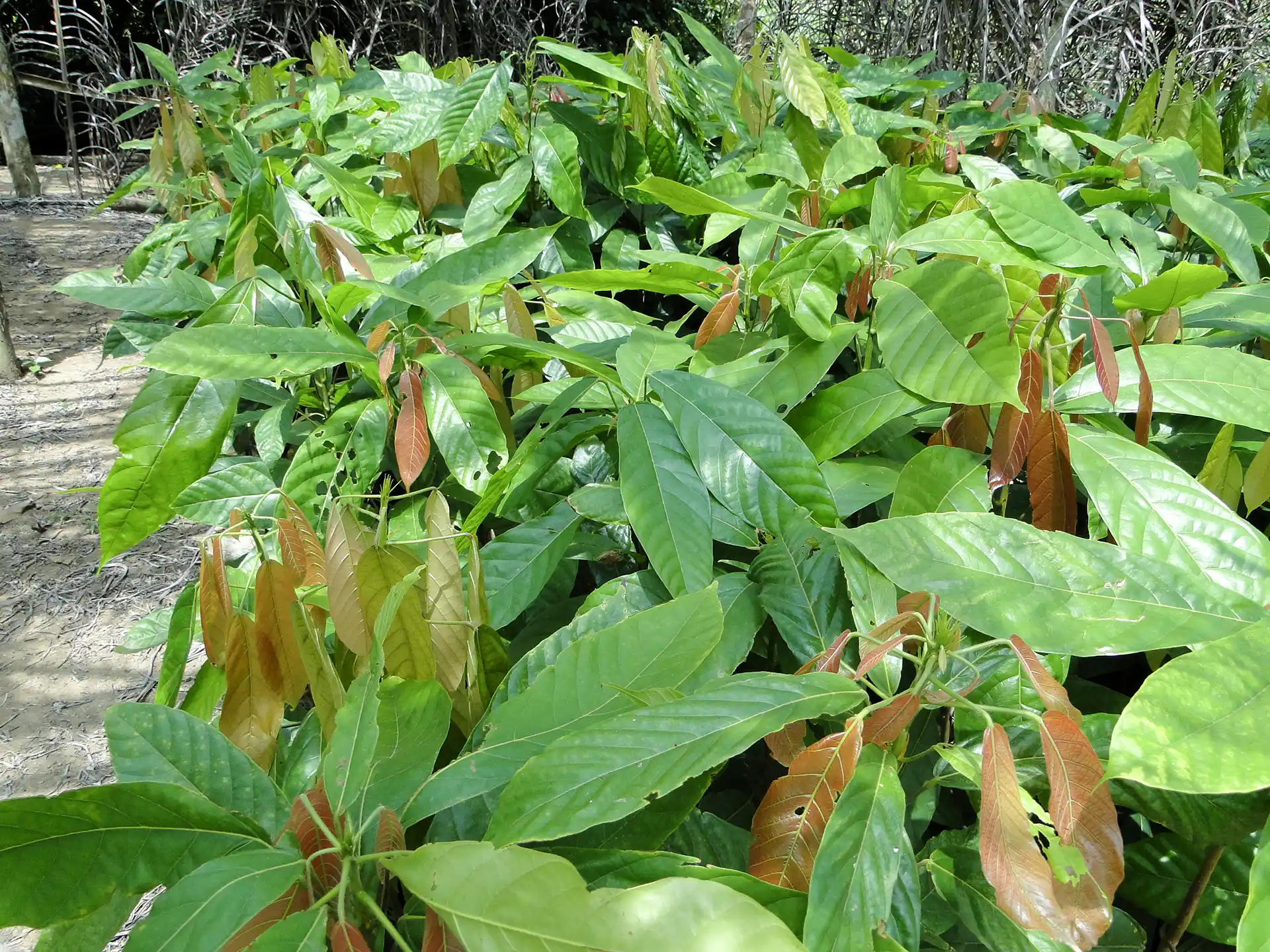 Rows of cacao tree seedlings with green and brown leaves.