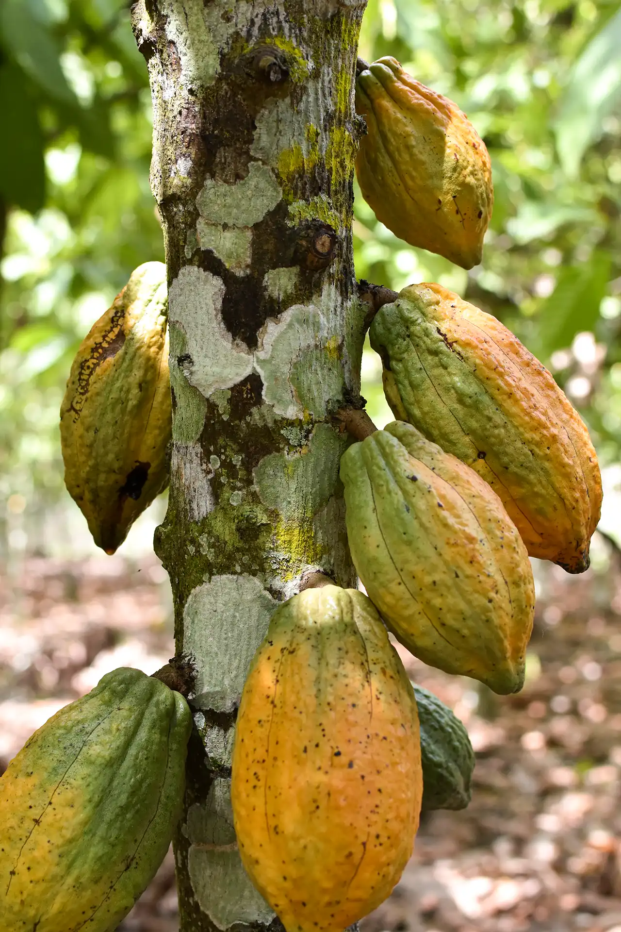 Cacao tree trunk with ripe, colorful pods in a forest.