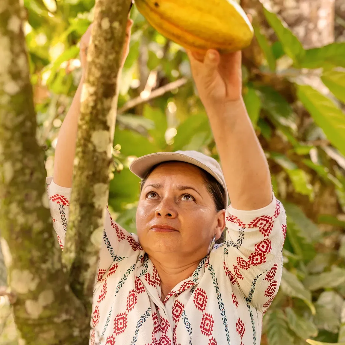 A woman is reaching up to pick a cocoa fruit from a tree