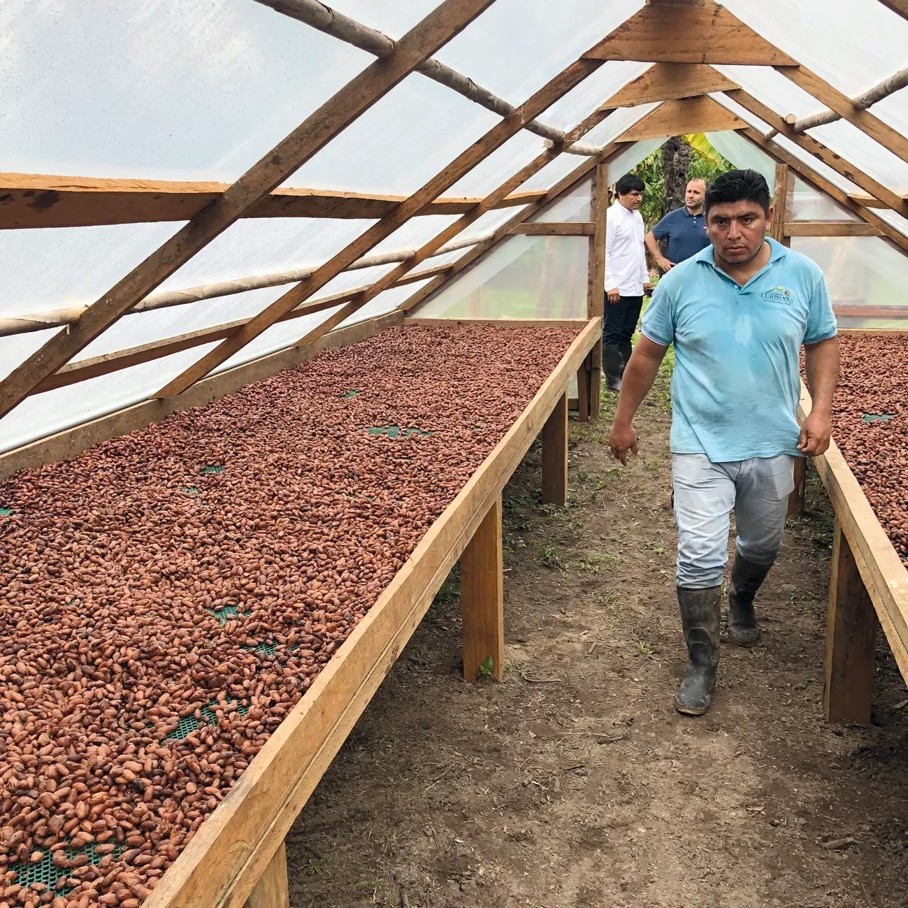 A man in a blue shirt walks through a greenhouse filled with cocoa beans