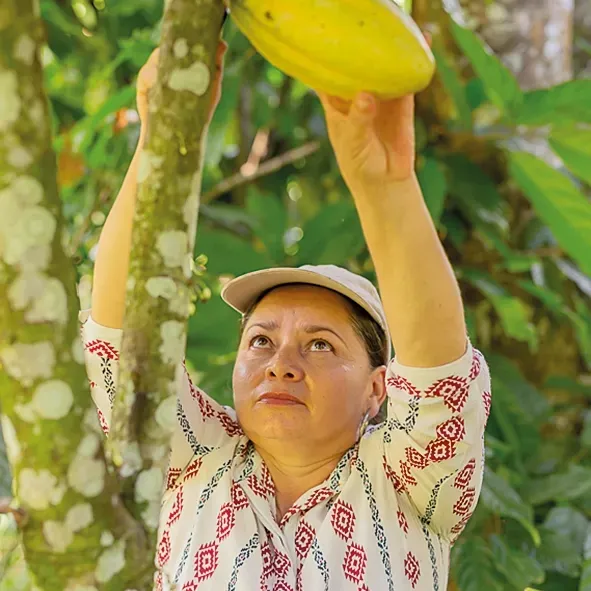 A woman is reaching up to pick a cocoa fruit from a tree