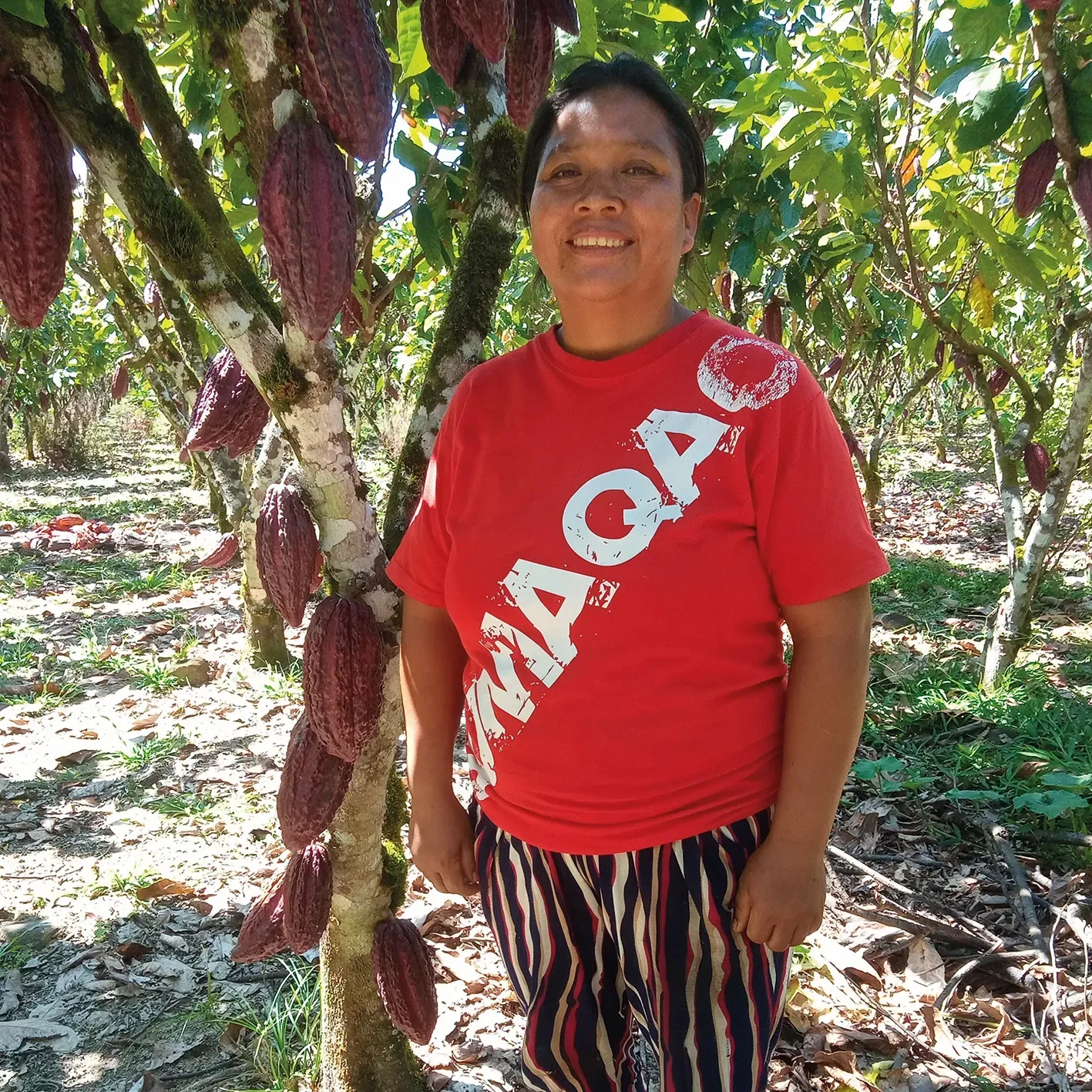 A woman standing infront of a cocoa tree with a lot of cocoa fruits