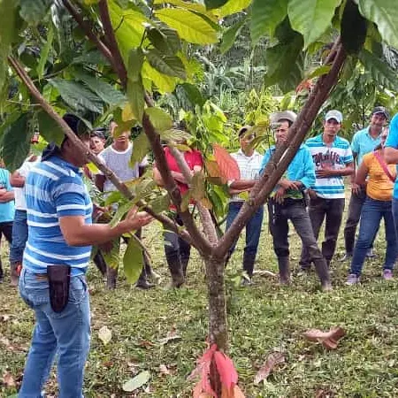 A group of people are standing around a cocoa tree in a field, getting a lecture.