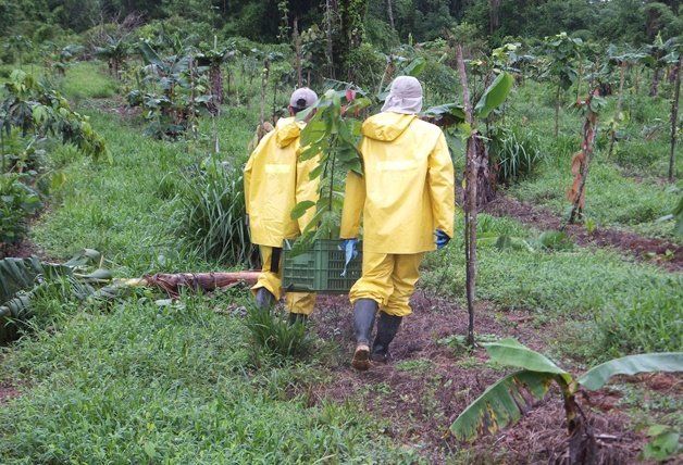 Eine Kakaopflanze auf dem Weg zu ihrem Platz im Herzen der Plantage zwischen Bananenstauden, Leguminosen und anderen Mischkulturpflanzen.