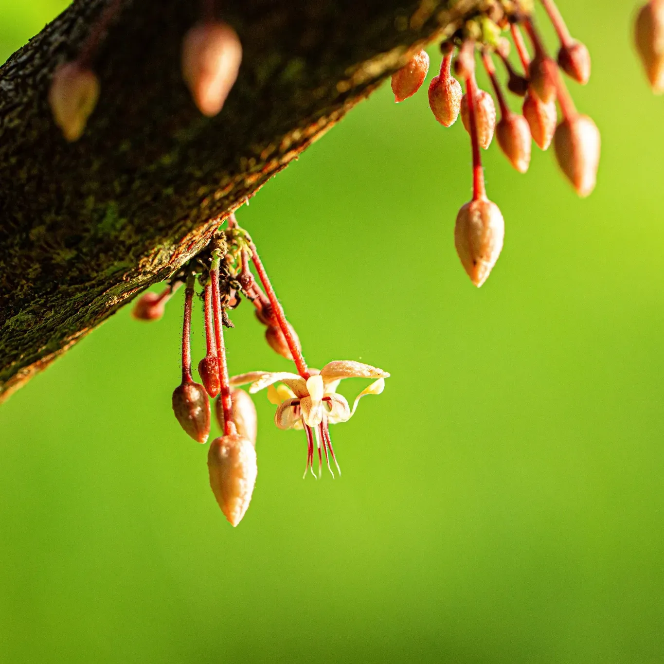 A close up of a cocoa flower on a tree branch