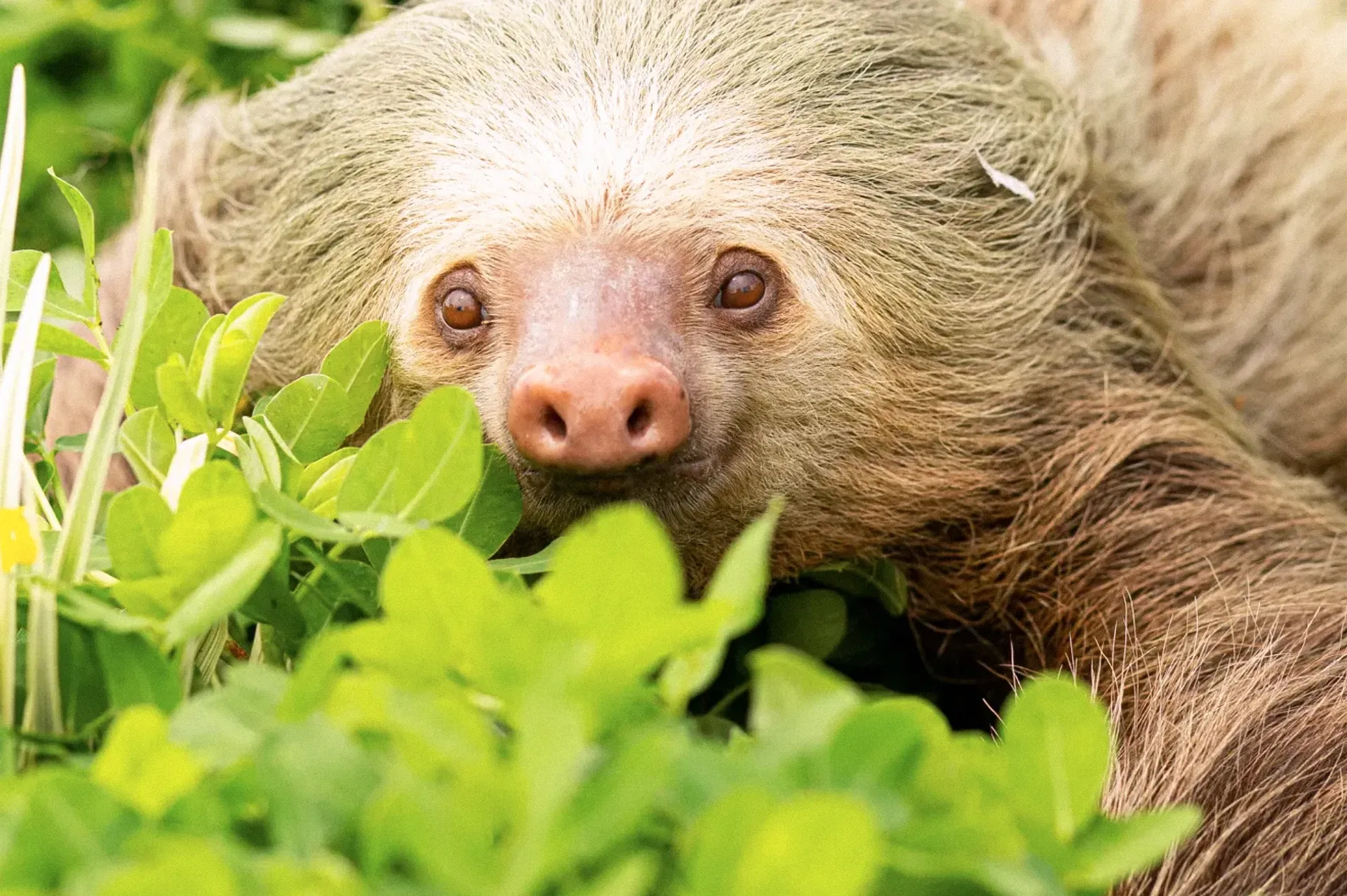 A close up of a sloth laying in the grass