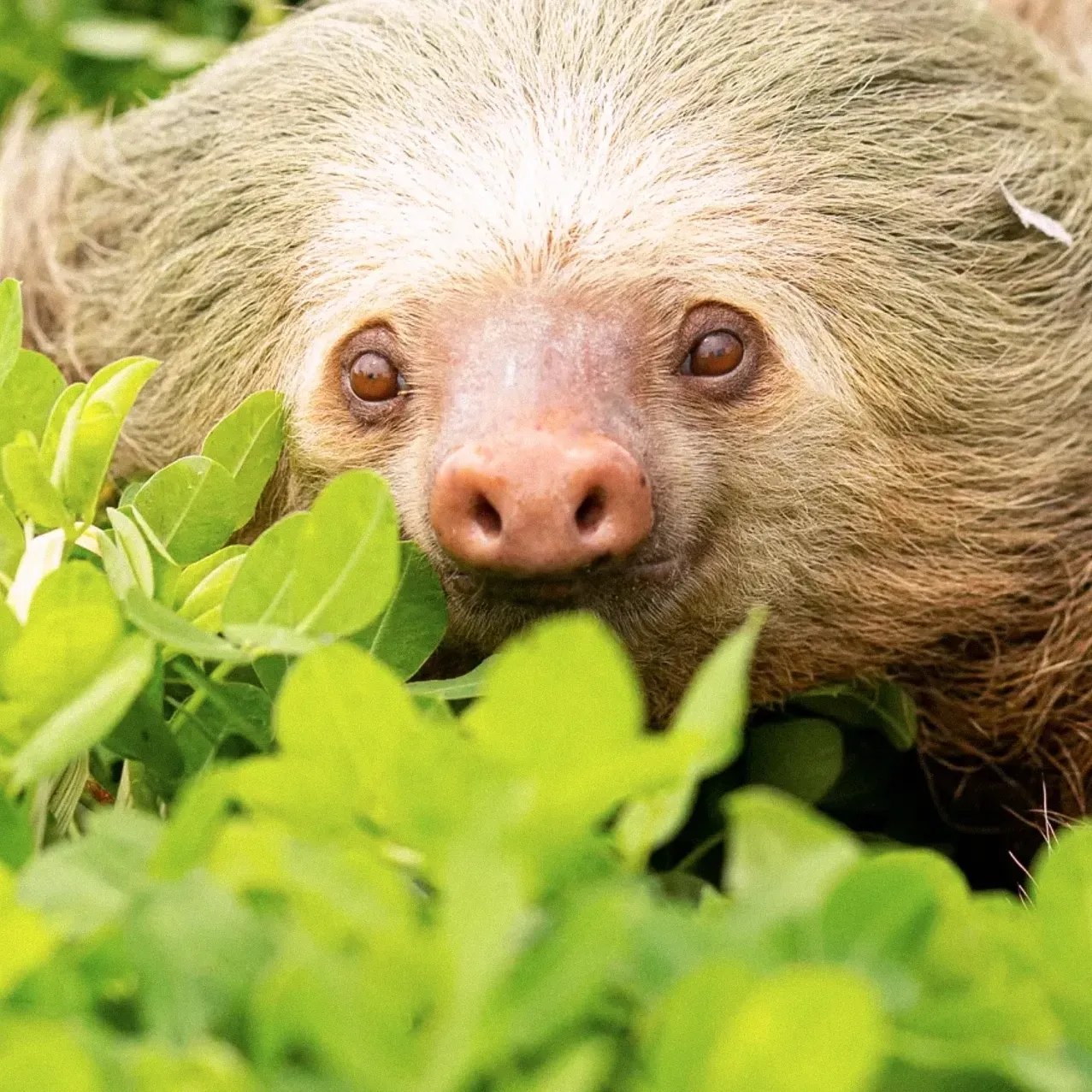 A close up of a cute sloth looking at the camera