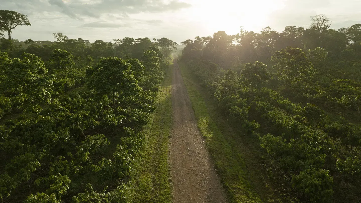 A dirt road going through a lush green forest