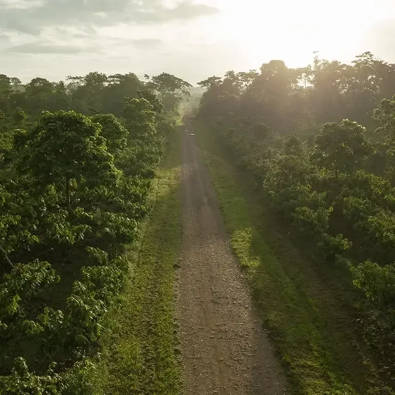 An aerial view of a dirt road going through a lush green forest.