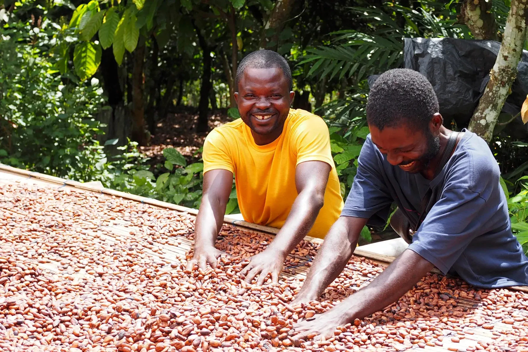 Two men are working on a pile of cocoa beans