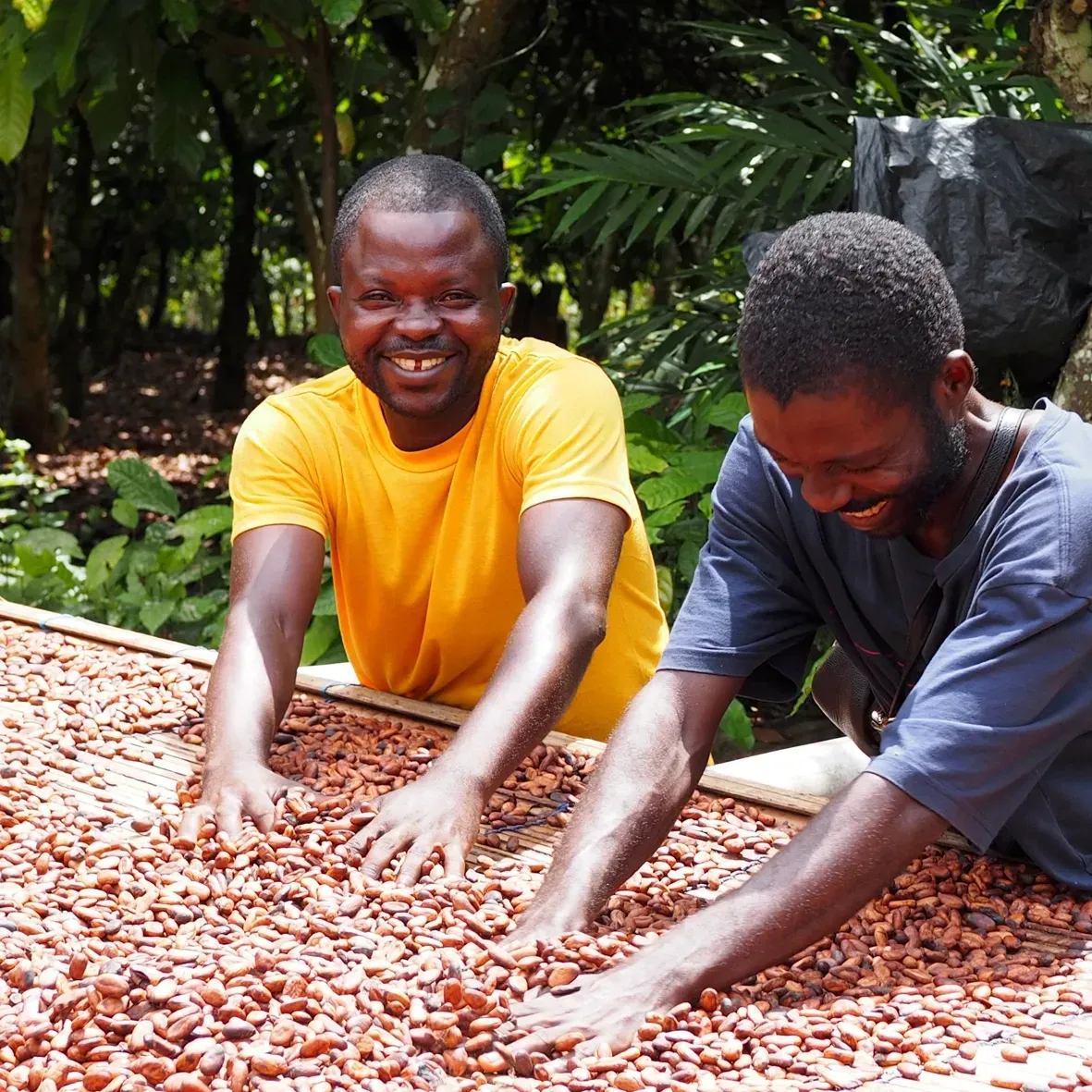 Two men are working on a pile of cocoa beans