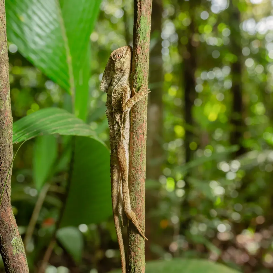 A lizard is hanging from a tree branch in the jungle