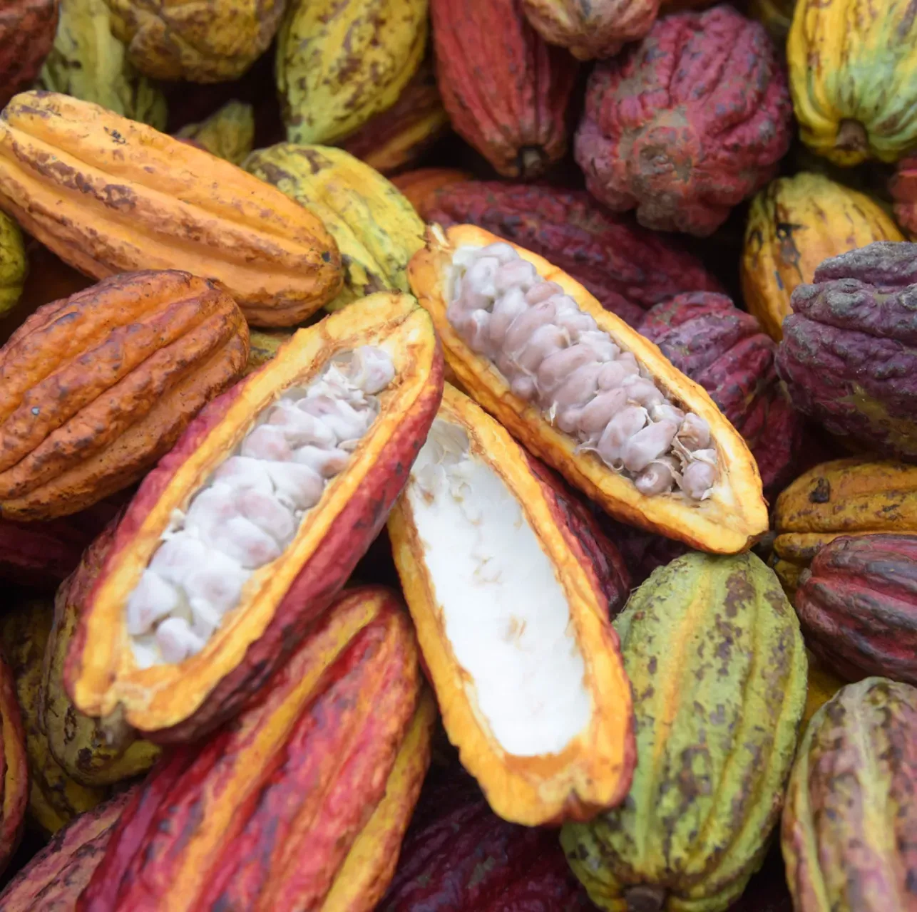 A pile of cocoa pods with one cut in half