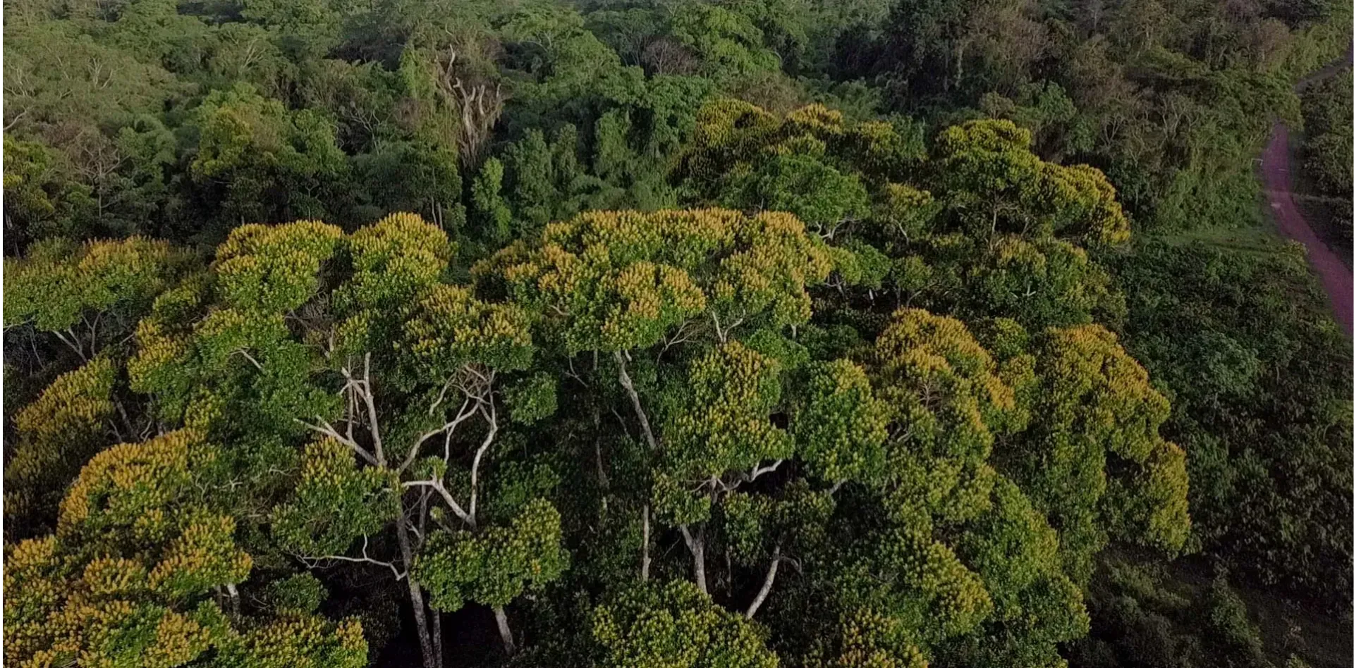 Aerial view of a lush green forest canopy. Some trees have yellow-green foliage. A dirt path is visible.