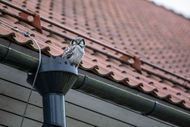 An owl is perched on a gutter on the roof of a house.