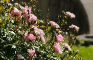 A bush with pink flowers and green leaves in a garden