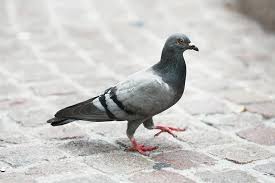 Un pigeon marche sur un trottoir en briques.