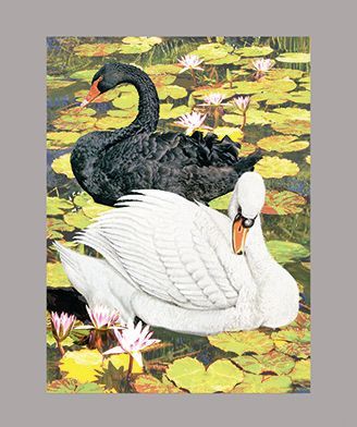 Black and White Swans by R Solomon