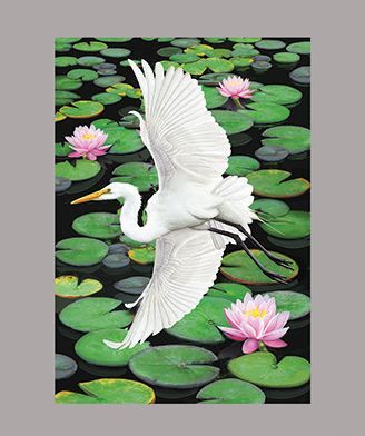 Egret over water lilies by R Solomon