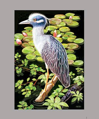 Night Heron by R Solomon