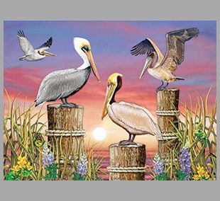 Pelicans by R Solomon