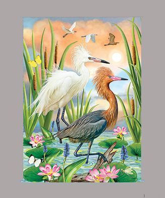 Reddish Heron two Phases by R Solomon