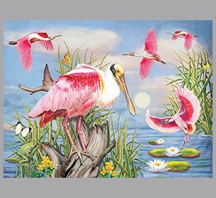 Egret over water lilies by R Solomon