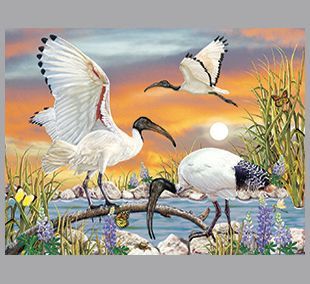  Sacred Ibis by R Solomon