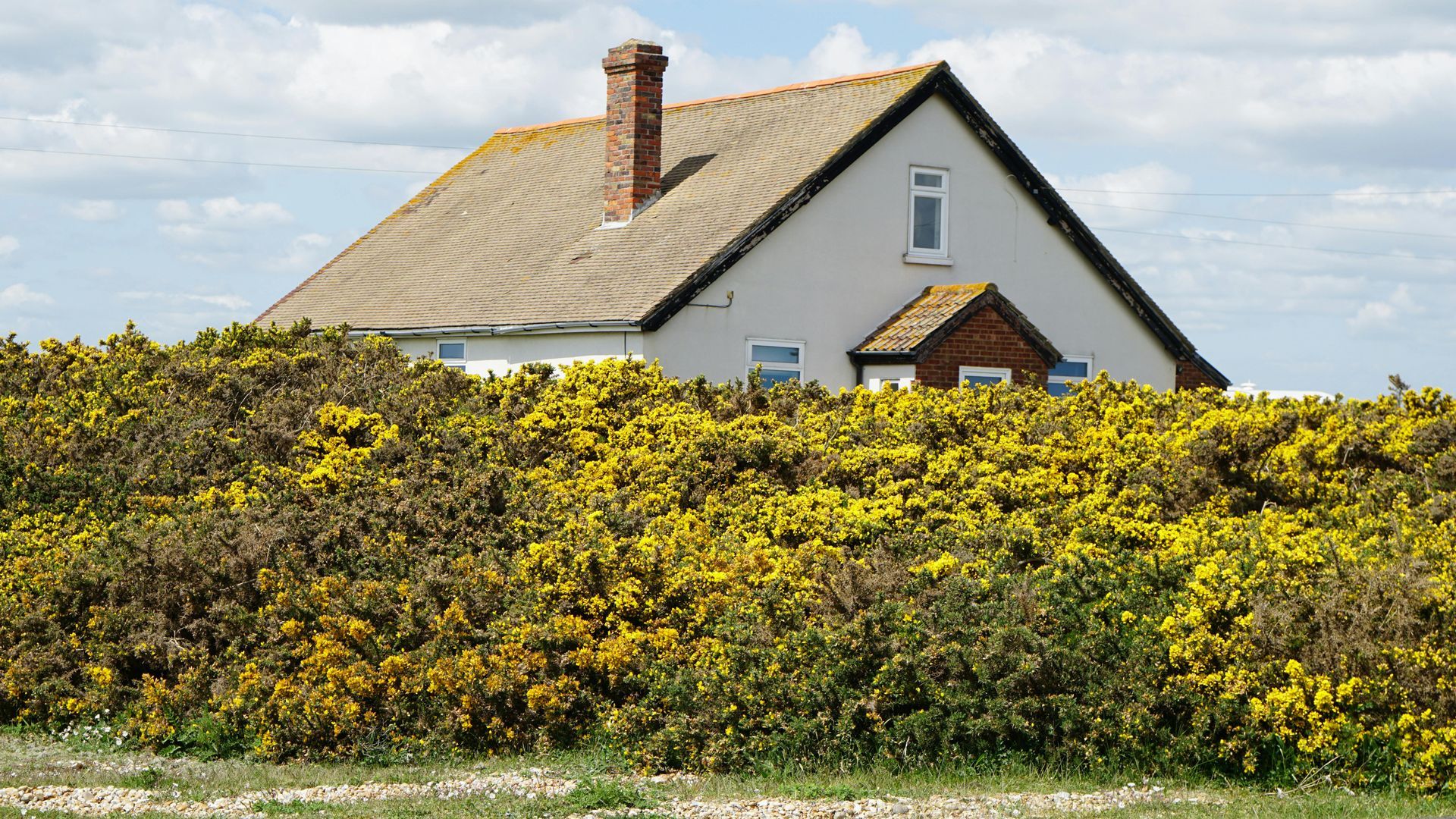 A house is behind a bush with yellow flowers.