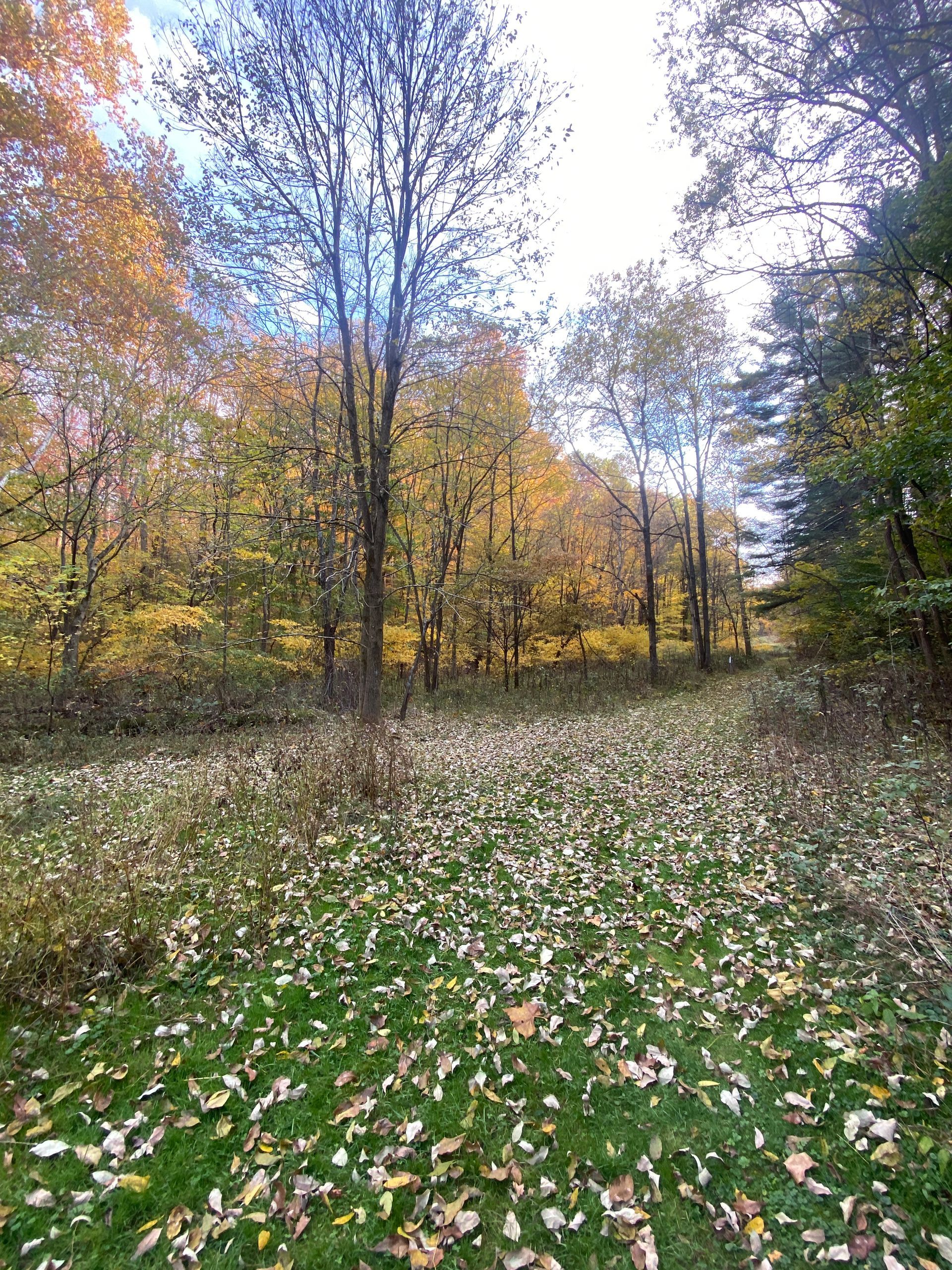 A field covered in leaves in the middle of a forest.