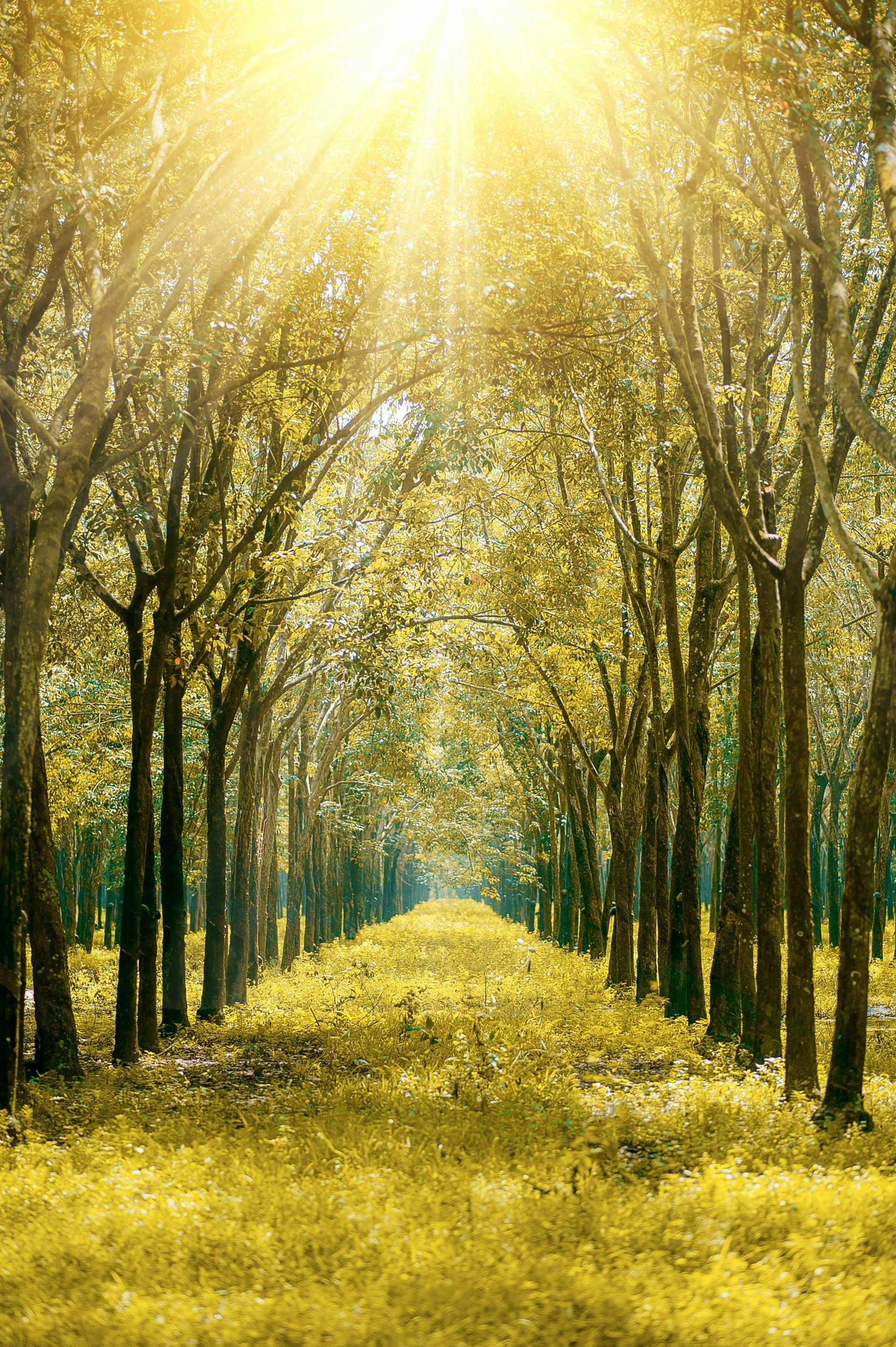 The sun is shining through the trees in a forest.