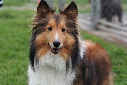 Bailey — Argyle, TX — Canine Country Inn