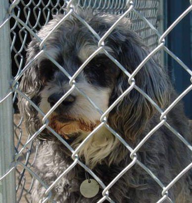 Watson — Argyle, TX — Canine Country Inn