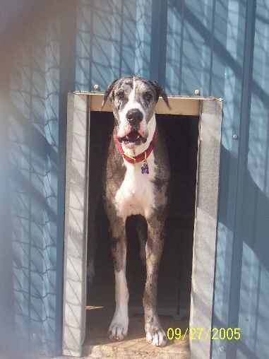 Flecken — Argyle, TX — Canine Country Inn