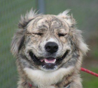 Ginger — Argyle, TX — Canine Country Inn