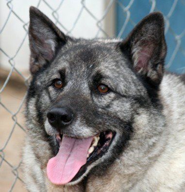 Joko — Argyle, TX — Canine Country Inn