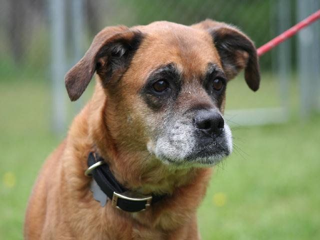 Khaki — Argyle, TX — Canine Country Inn