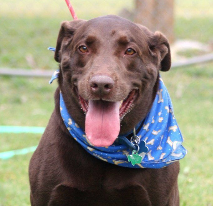 Kobi — Argyle, TX — Canine Country Inn