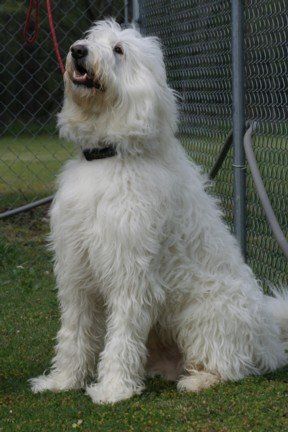 McGuinty — Argyle, TX — Canine Country Inn