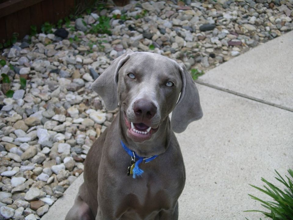 Skylar — Argyle, TX — Canine Country Inn