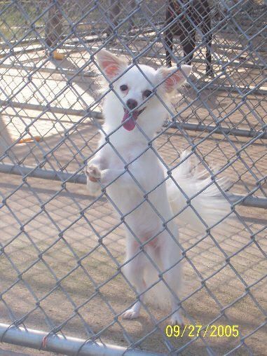 Willis — Argyle, TX — Canine Country Inn