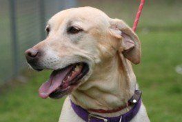 Maggie Mo — Argyle, TX — Canine Country Inn