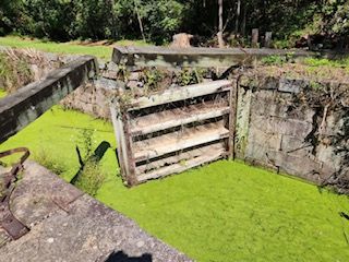 A wooden fence is surrounded by green algae in a swamp.