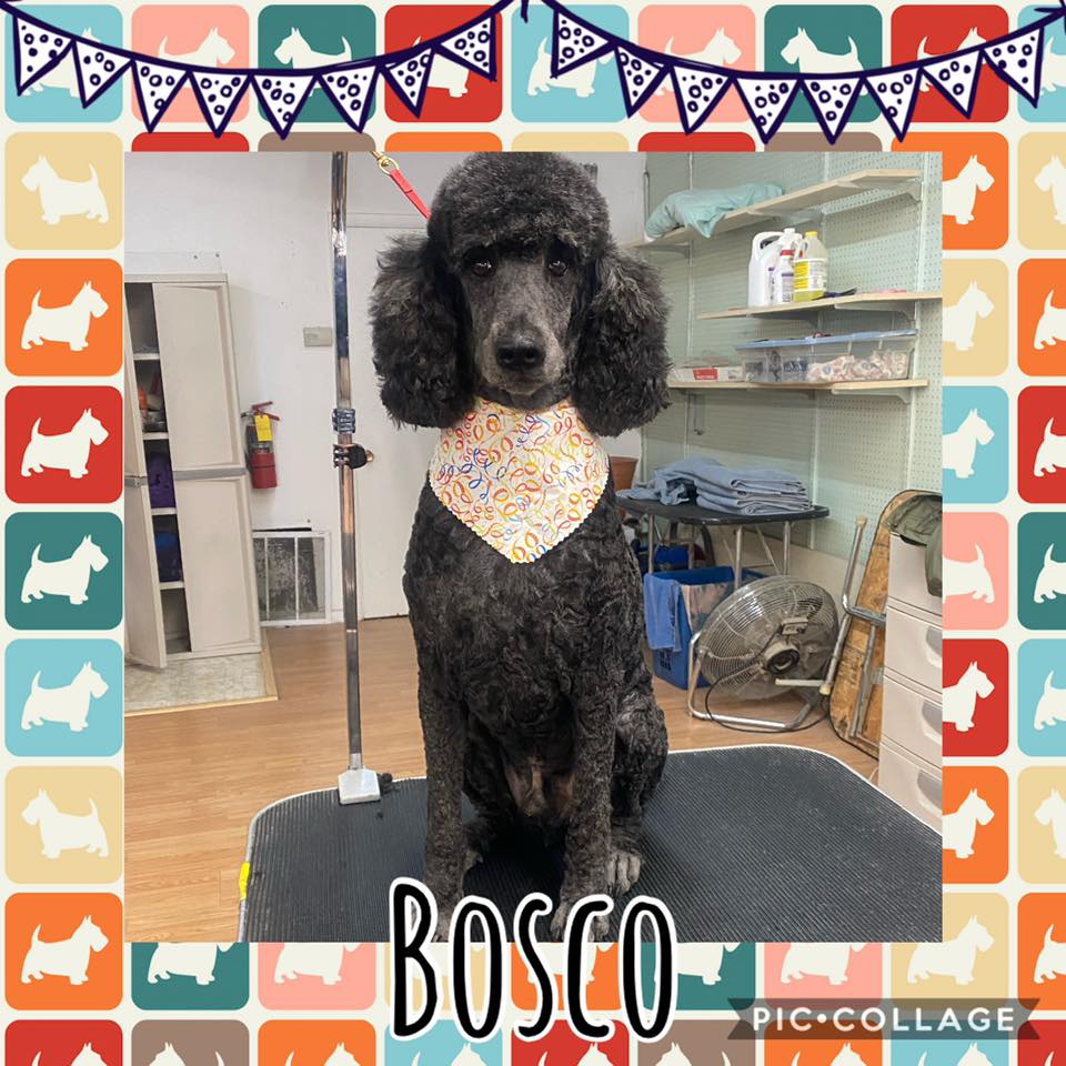 A Patient Dog Bosco — Idaho Falls, ID — Class Act Grooming