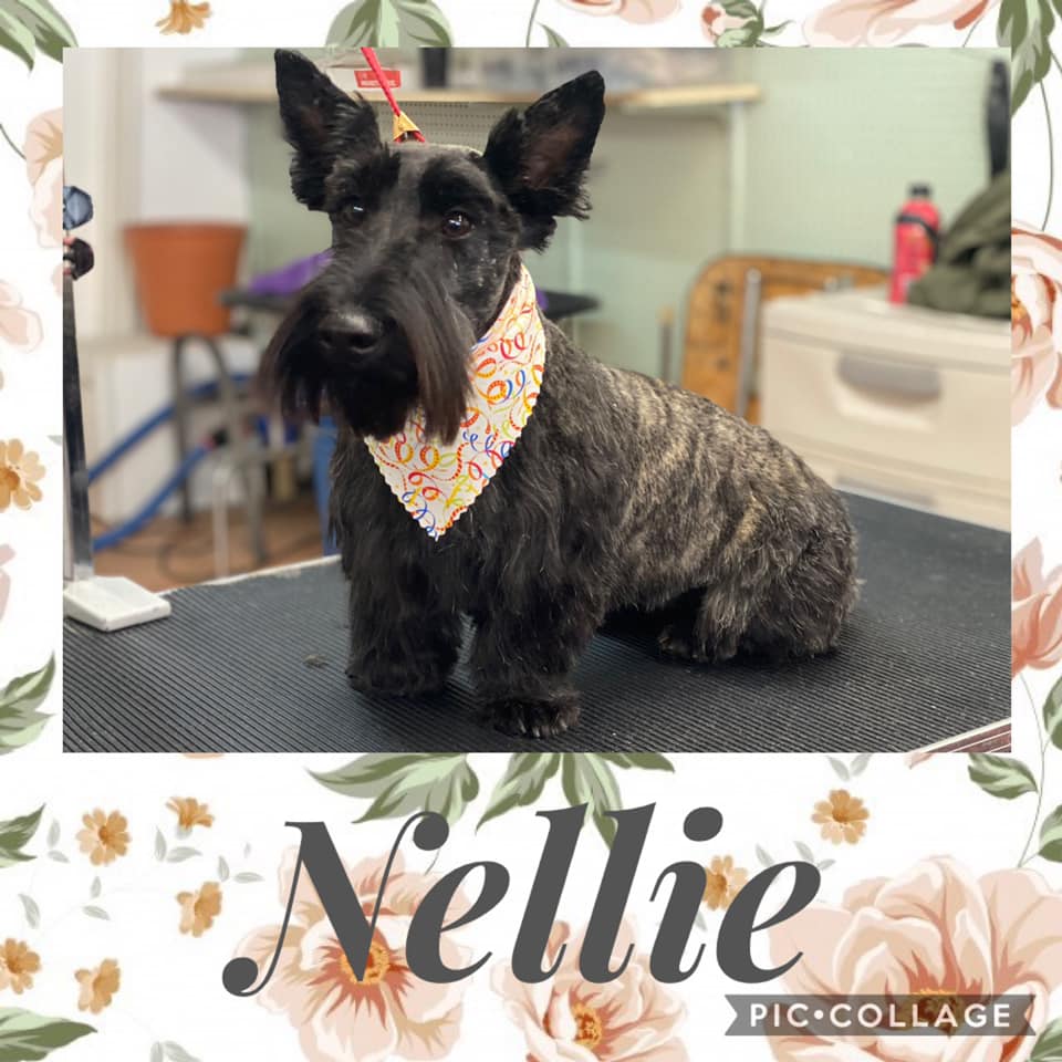 A Cute Dog Nellie — Idaho Falls, ID — Class Act Grooming