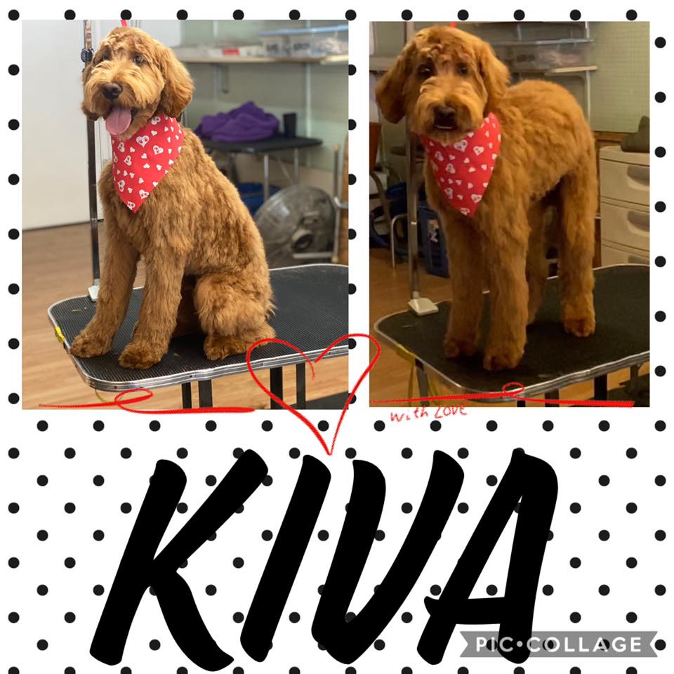 A Hairy Dog Kiva — Idaho Falls, ID — Class Act Grooming
