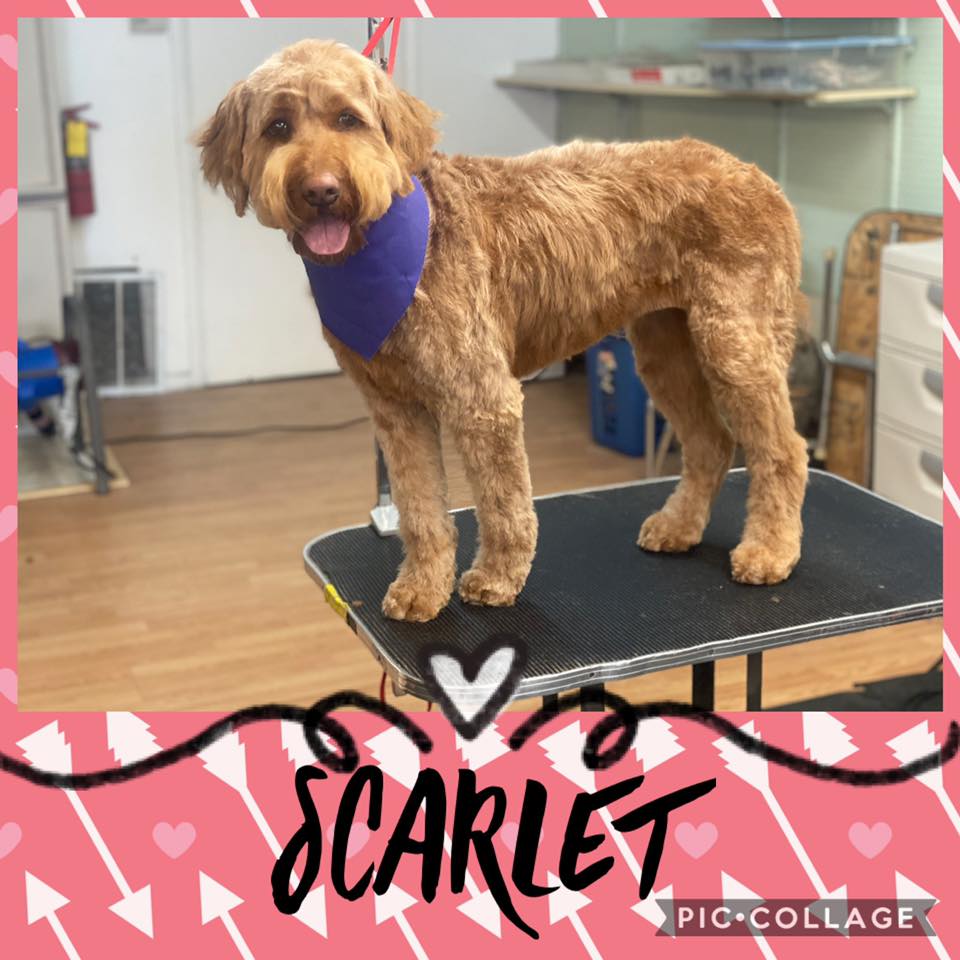 Dog Grooming Idaho Falls, ID Class Act Grooming